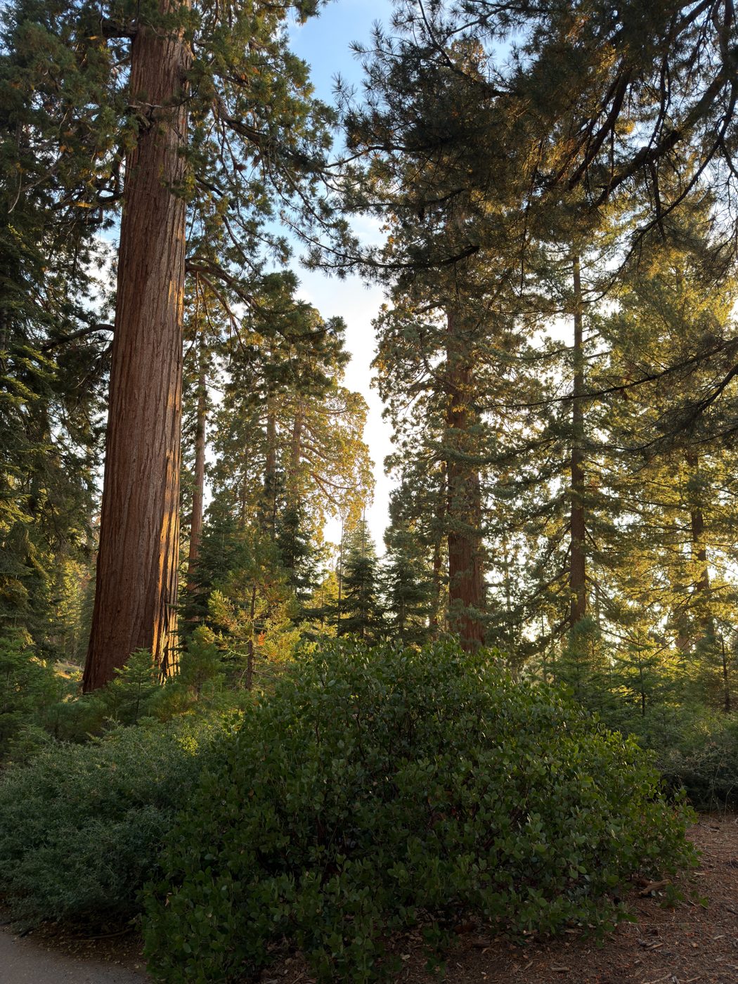 Sunlit sequoia trees in a forest